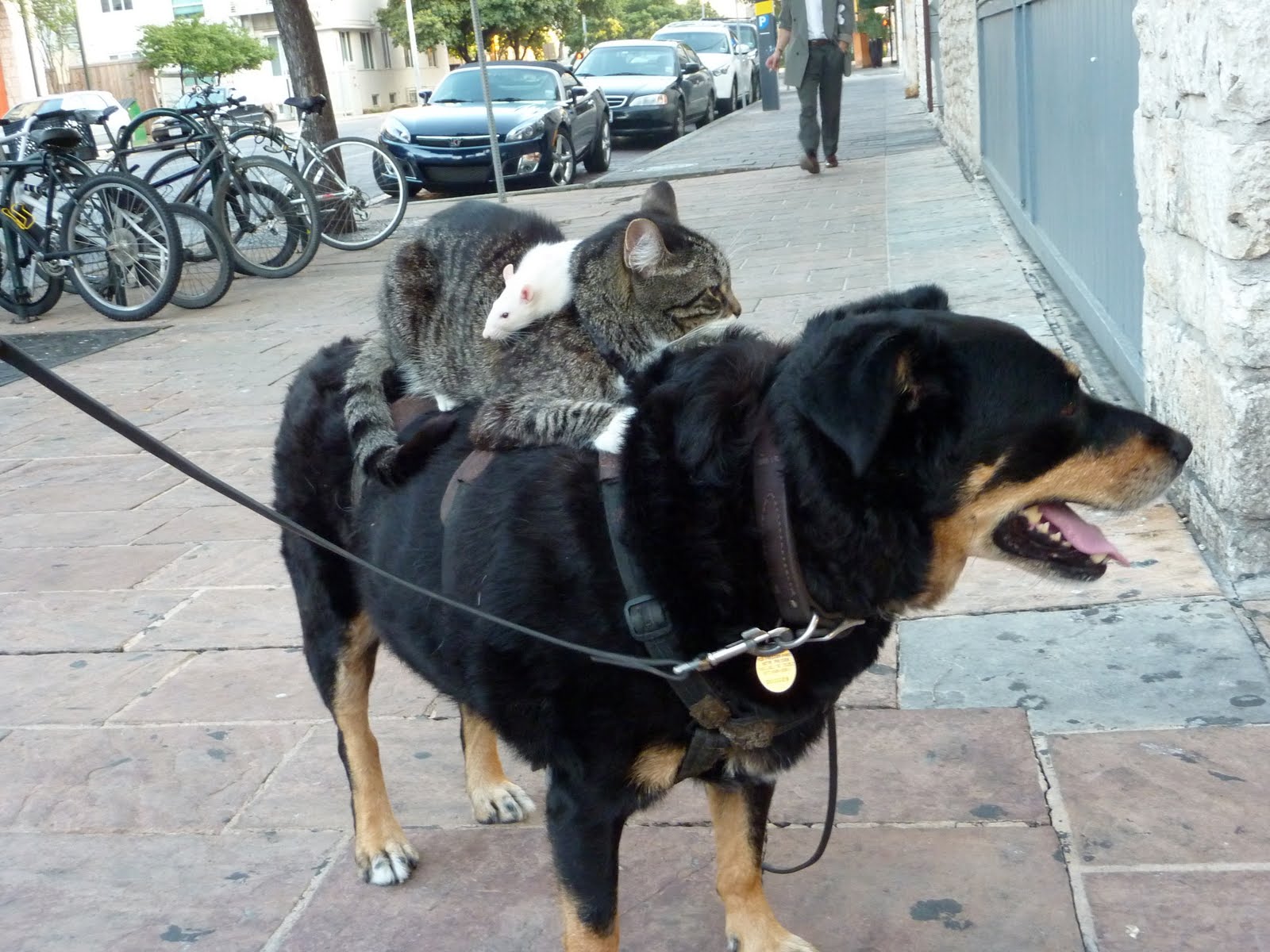  Cats and Dogs